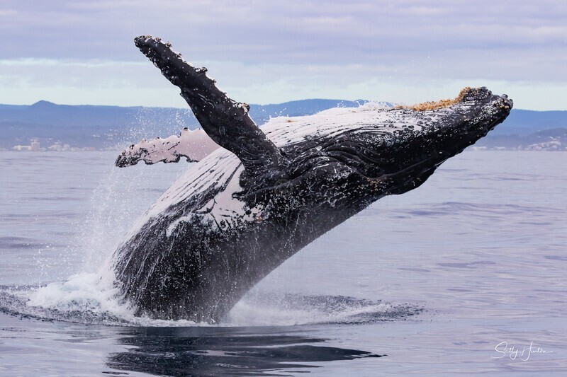 0A3A6210. Breach in Glassy Water 9 - 2023 Whale Photos