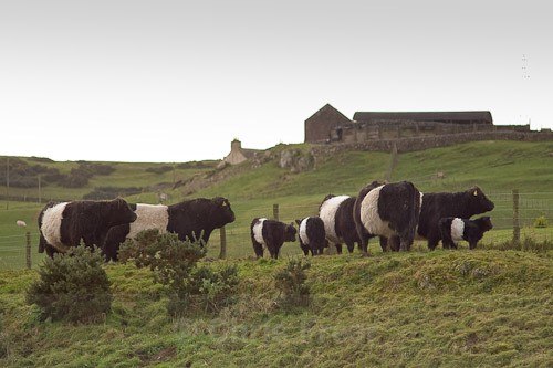 1 - Belted Galloway Cattle