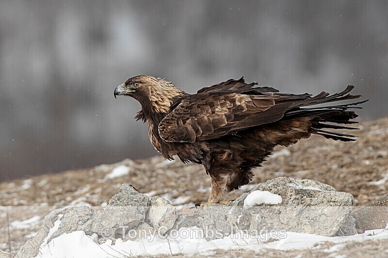 Golden Eagle  1901-17843 - The Mountains