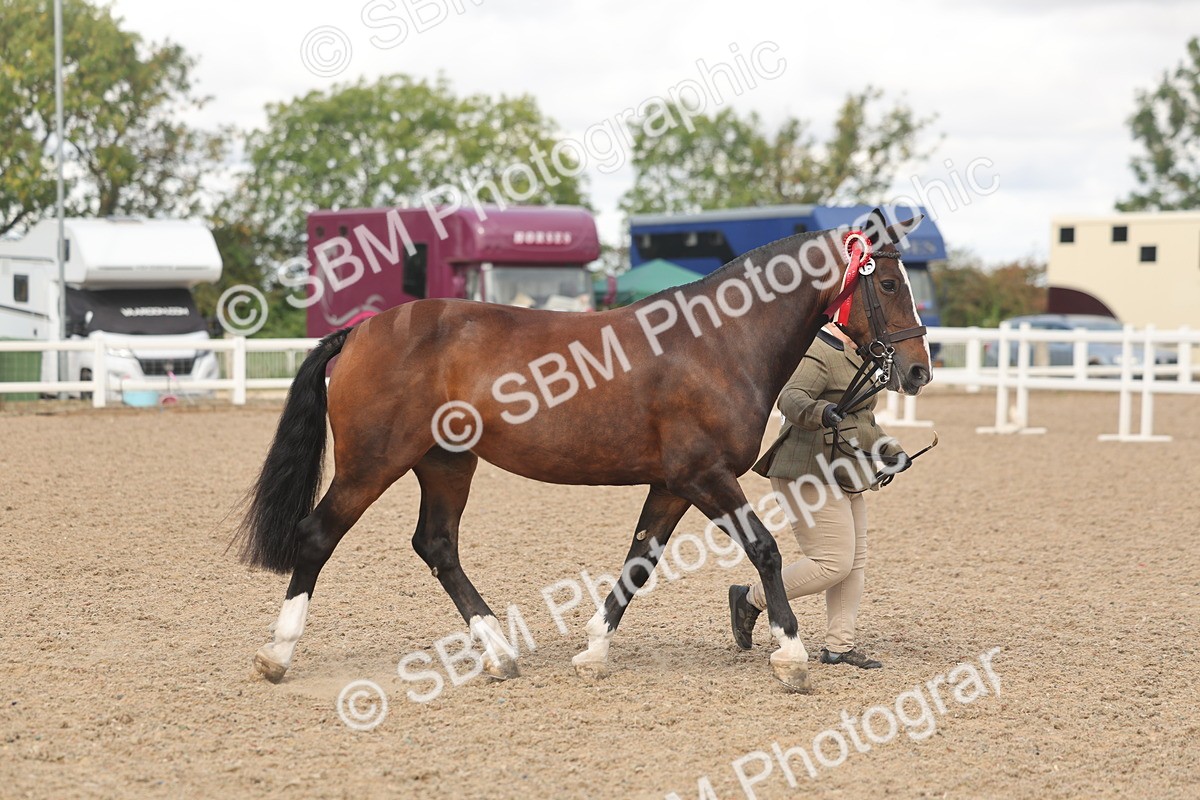 SBM_04387 - Class 17 - Prettiest Mare (IH or Ridden)