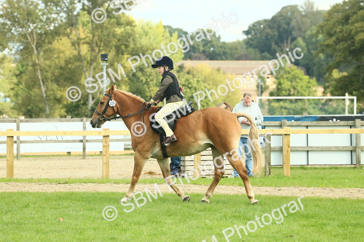 SBM_62498 - S62 - Foreign Breeds Ridden