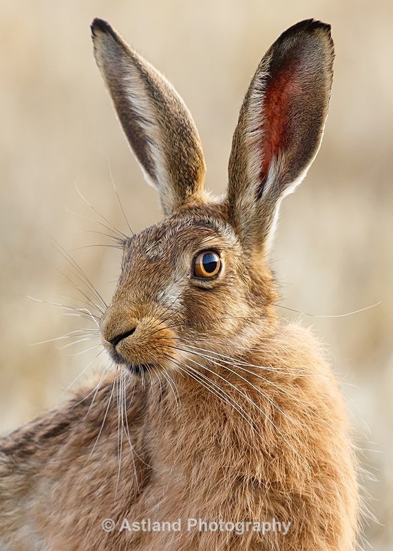 Astland Photography, Bird and Wildlife Images, Susan and Peter Wilson, U.K.