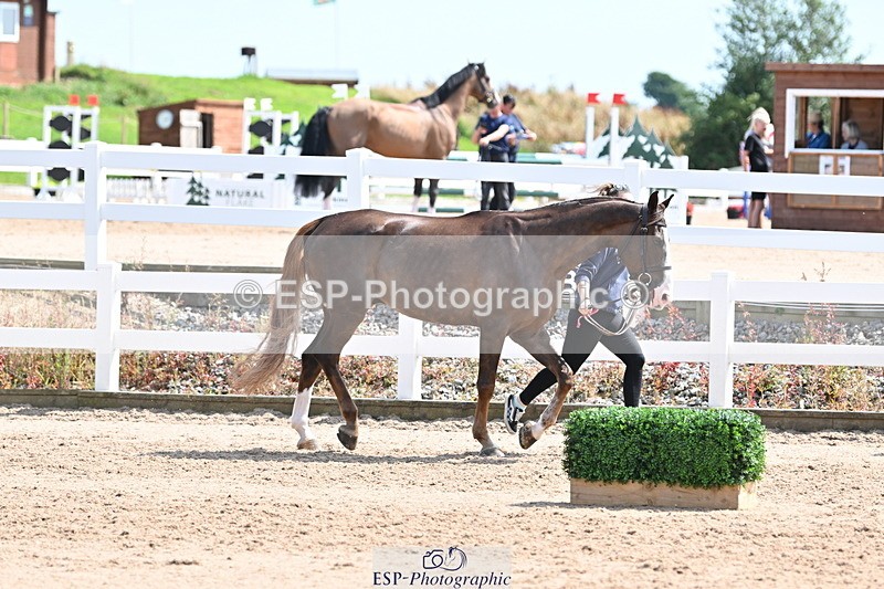 240717A-151414-02666 - Trot Up 3pm to 4pm