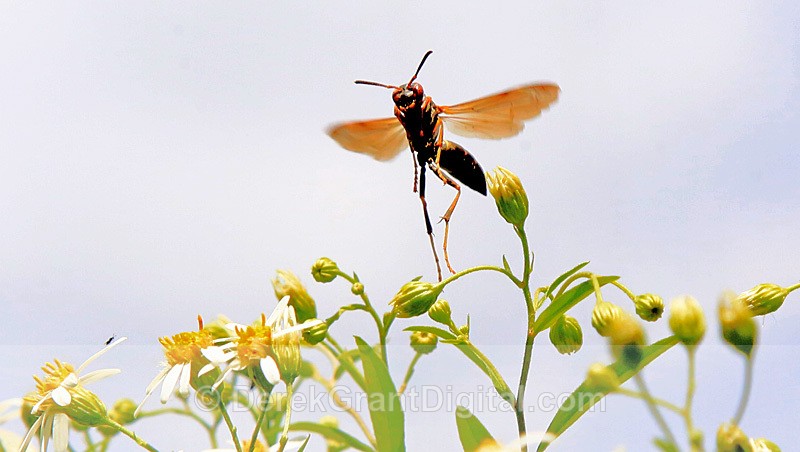 Northern Paper Wasp (Polistes fuscatus) - Bees, Beetles, Bugs