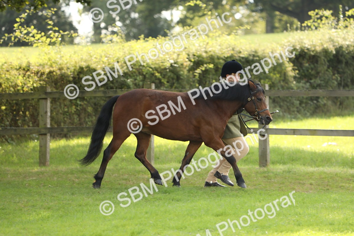 SBM_62719 - S46 - Mountain & Moorland In Hand Small Breeds