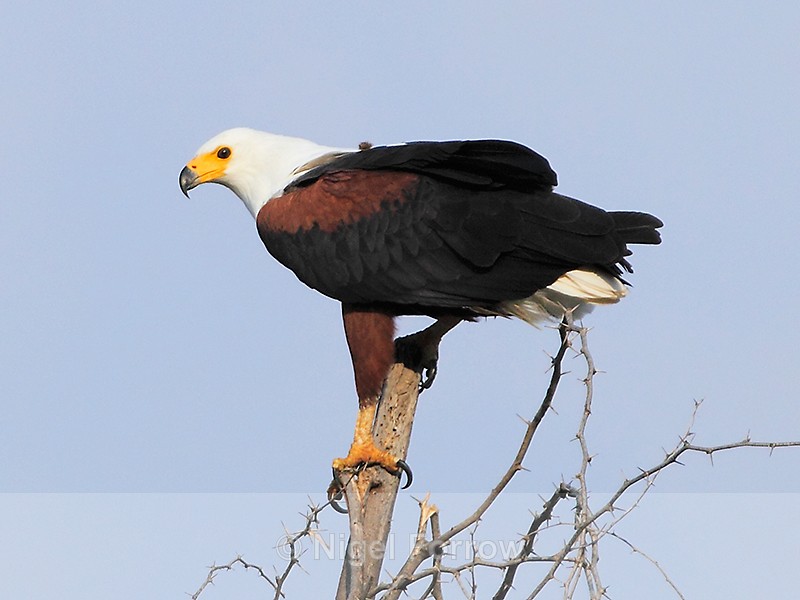African Fish Eagle perched on top of a dead tree - African Fish Eagle