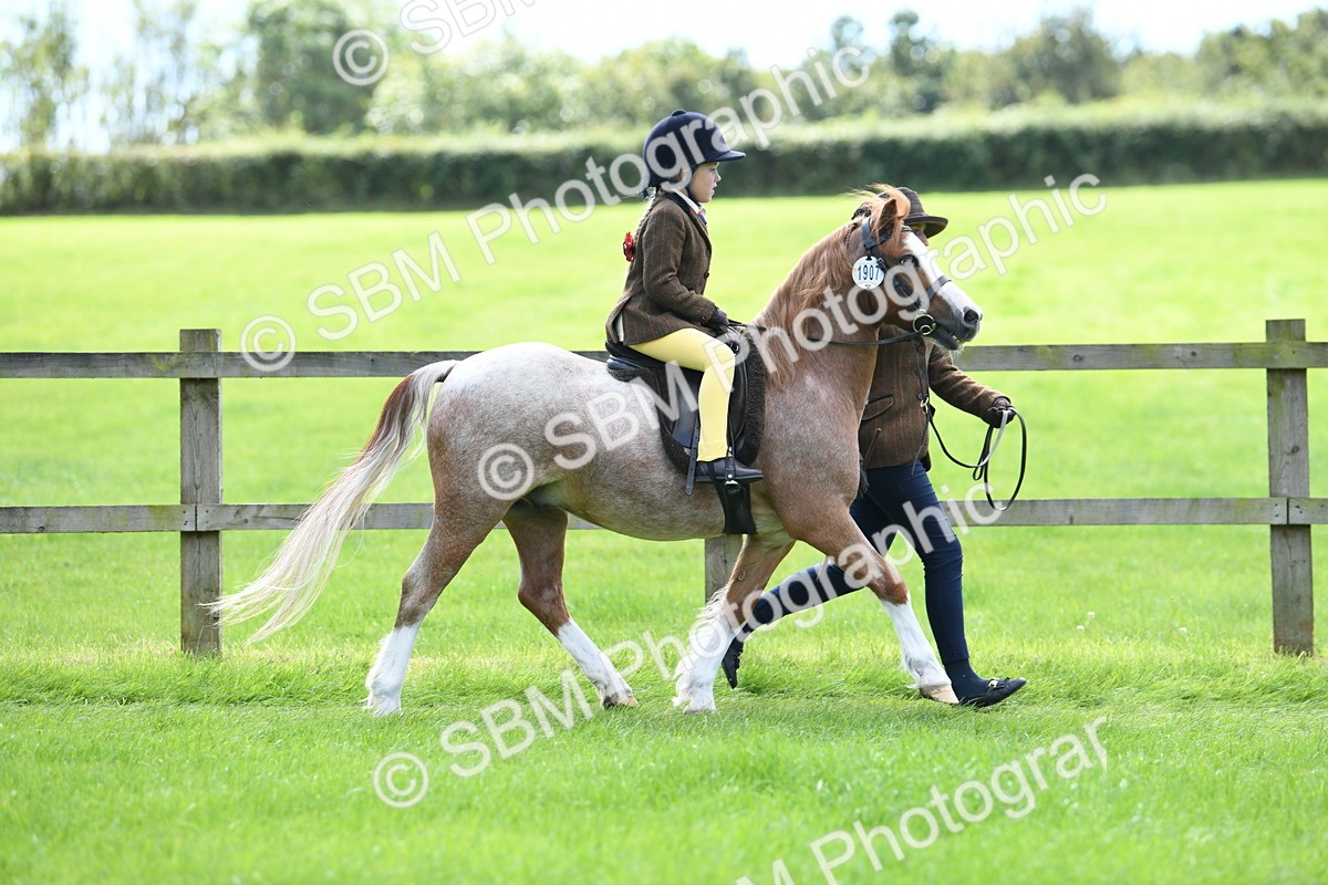 SBM_42500 - S20 - Lead Rein Mountain & Moorland Pony