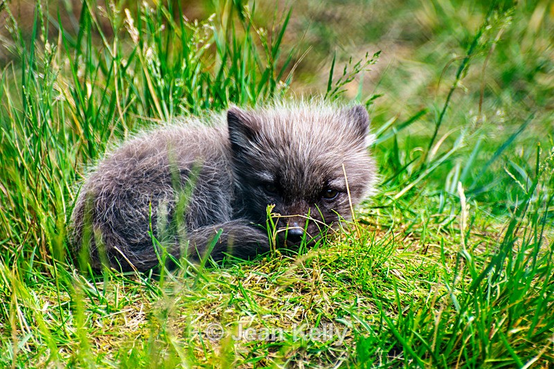 Arctic Fox Kit - DSC_6581 - Wolves and Foxes