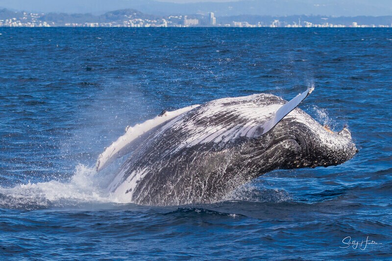 0A3A2462 - 2024 Whale Photos