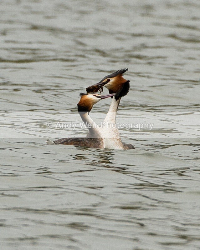 20110326-IMG_2765 - Gt Crested Grebe