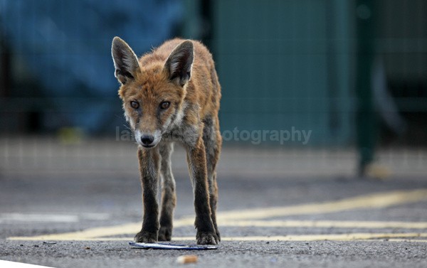  - Urban Foxes, Bristol, Great Britain