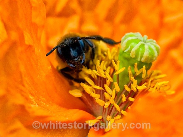 The Bee in the Poppy 2 - Up Close !