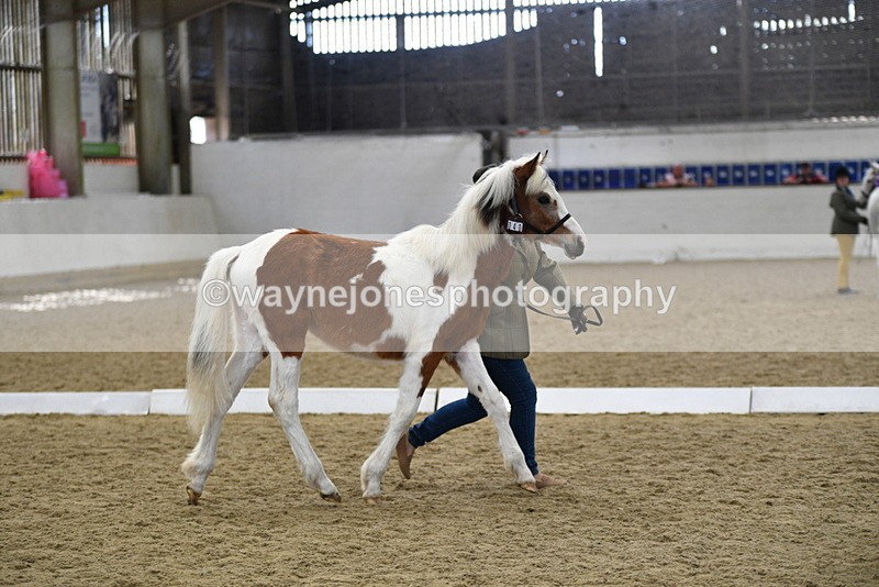 WJ5_4954 - Class 7 In hand coloured / odd coloured