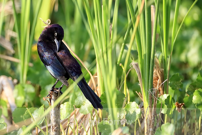 Common Grackle in sunshine, Venice Rookery, Florida - Common Grackle