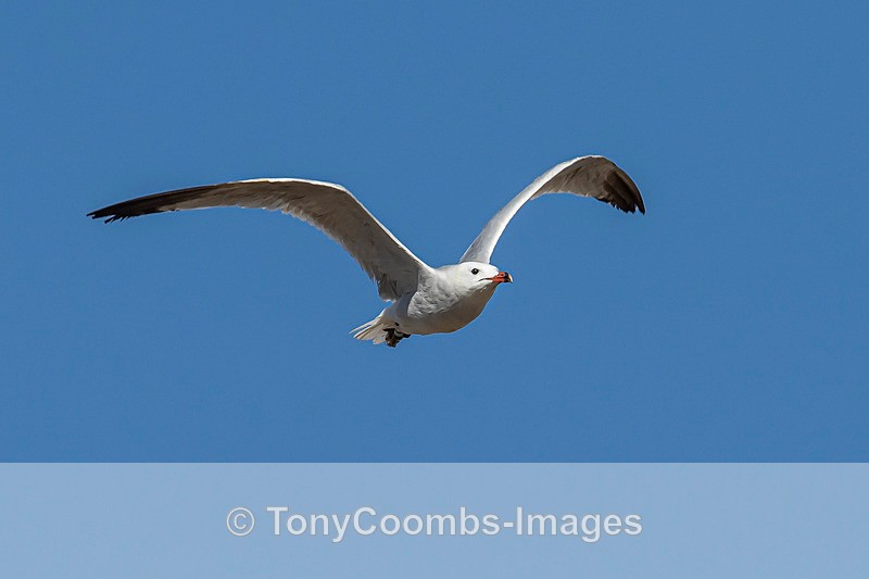 Audouin's Gull - Spain  2016