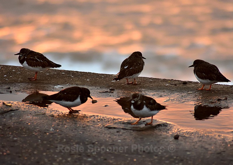 Turnstones at sunrise Sidmouth - Devon Misc