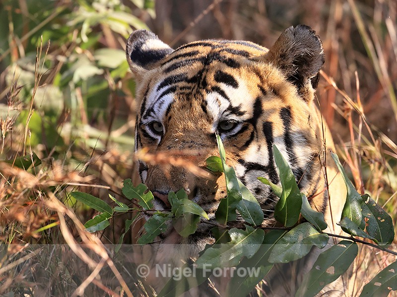 Male Tiger peeps over undergrowth, Panna, Madhya Pradesh, India - Tiger