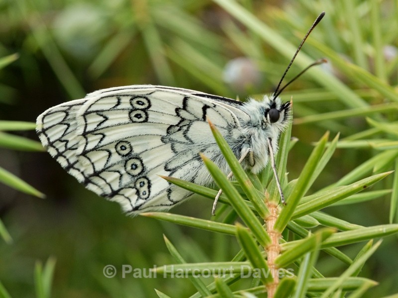 Marbled white ( Melanargia galathea)  - Insects, Spiders and other Animals