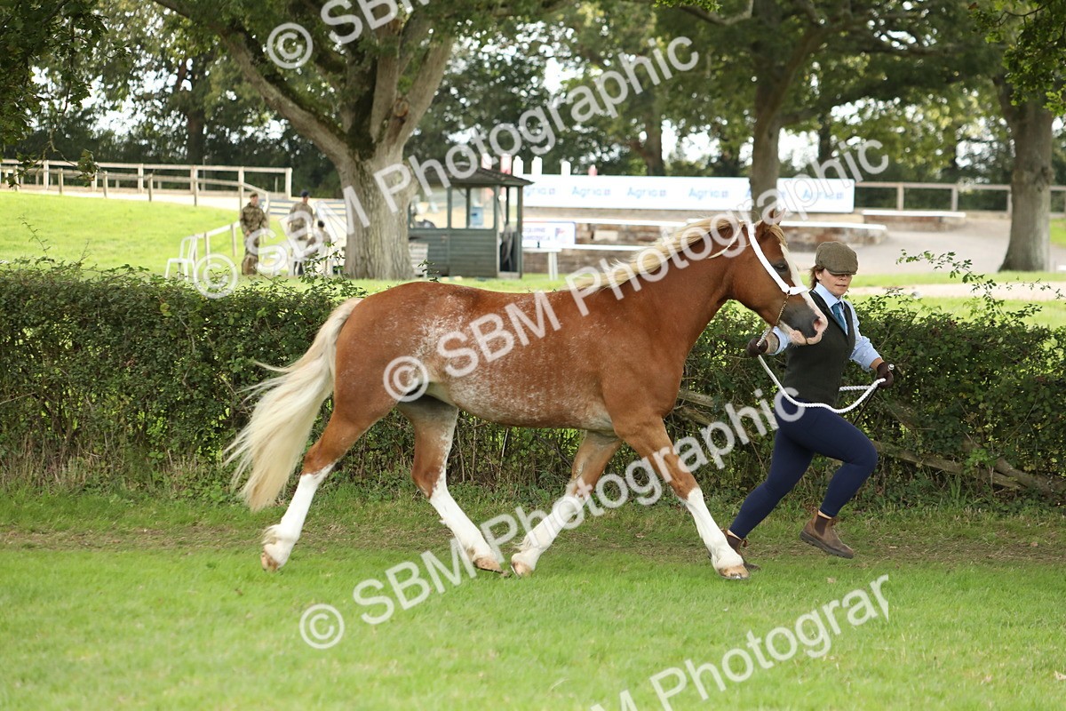 SBM_65393 - S47 - Mountain & Moorland In Hand Large Breeds