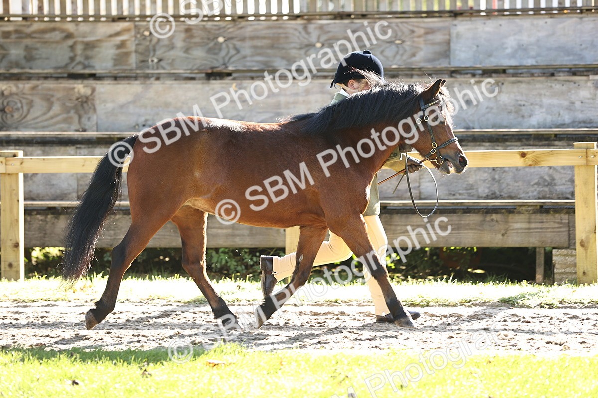 SBM_15871 - S1 - TSR in Hand Horse & Pony Showing