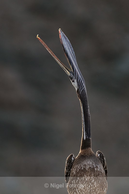 Peruvian Pelican throws back head, Chanaral Island, Chile - Peruvian Pelican