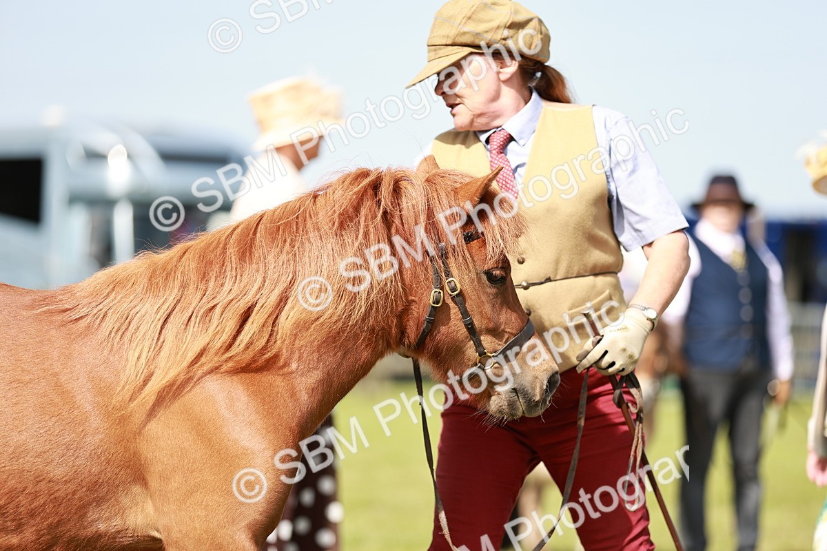 SBM_01754 - Class 14-23 - Mountain & Moorland In Hand Non Welsh