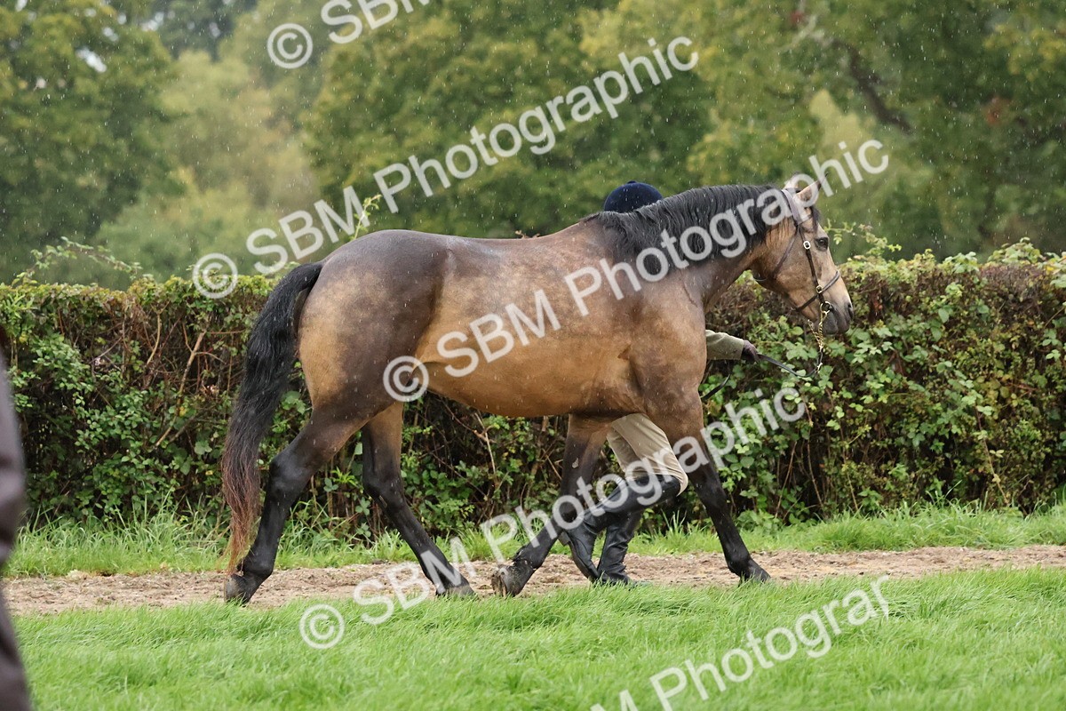 SBM_35303 - S10 - Best In Hand Horse & Pony