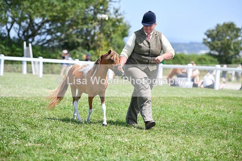 DSC_7353 - Class 62: Coloured Pony Youngstock