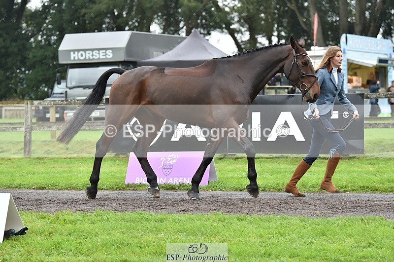 231018-124056-00450 - 052-SHANNONDALE.COURAGE-Georgina.Beeby.Wynn-TrotUp