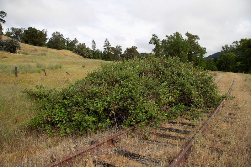 Black raspberries - Abandoned Line