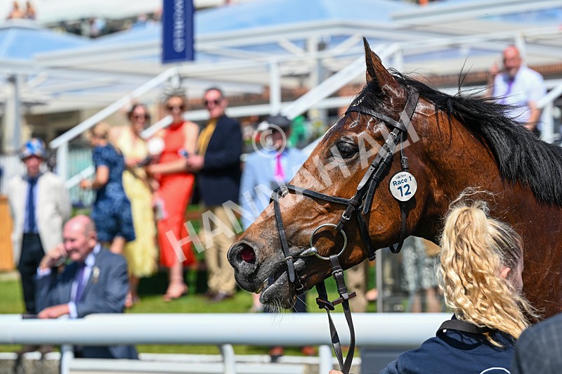 230526-Race 1-Lord Roxby-5884 - Race 1 13.30pm William Hill Keep Your Raceday Positive Handicap