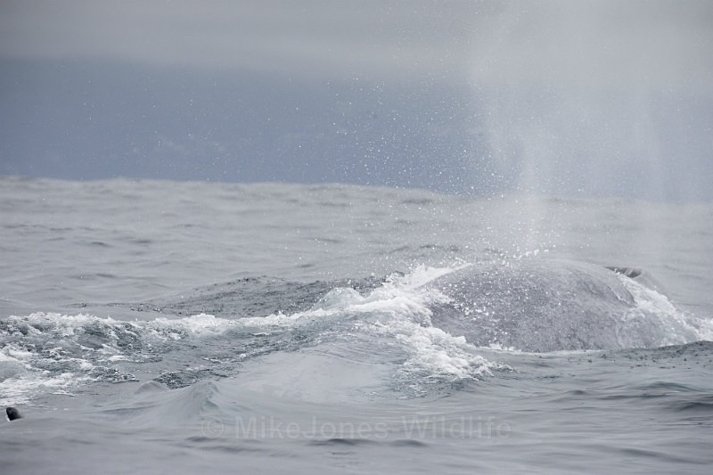 Blue Whale, Pico Island, Azores - WHALES & DOLPHINS ( PICO, AZORES MAY 2013 & 2014 )