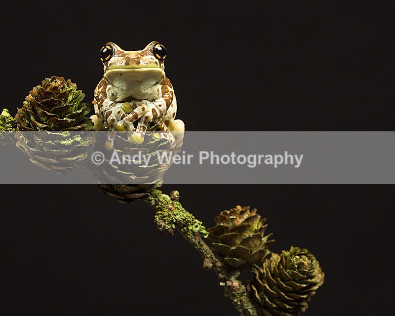 20140325-3K8A9546 - Frogs & Toads