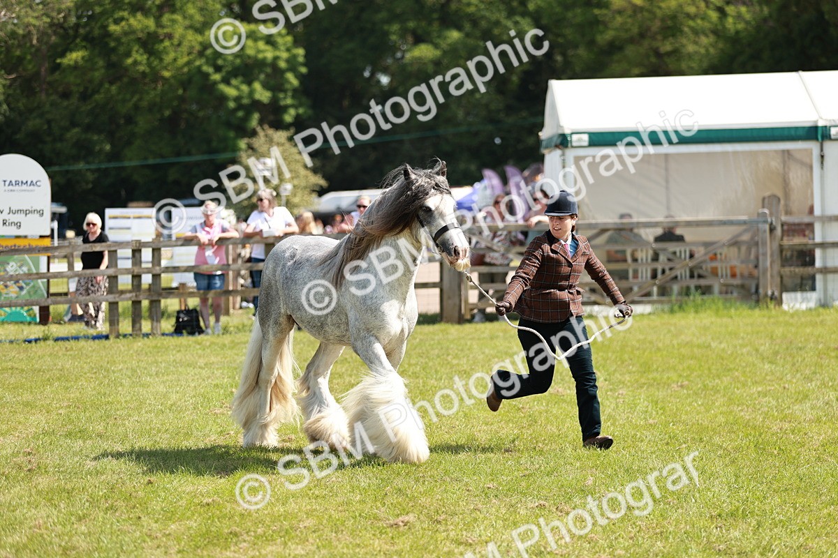 SBM_08533 - Class 63-65 - Traditional Gypsy Cobs In Hand & Ridden
