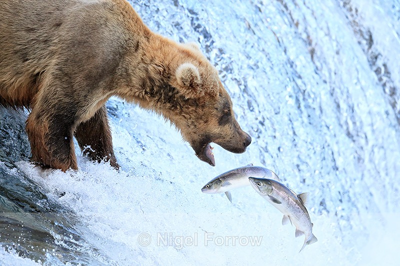 Brown Bear and two jumping salmon, Brooks Falls, Alaska - Brown Bear