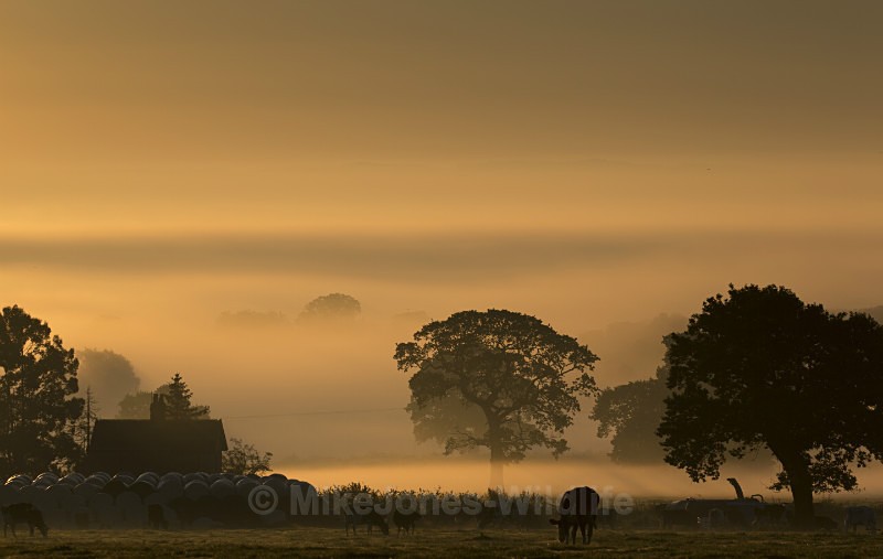 Sunrise over a misty countryside - ANGLESEY @ NORTH WALES LANDSCAPE PHOTOGRAPHY