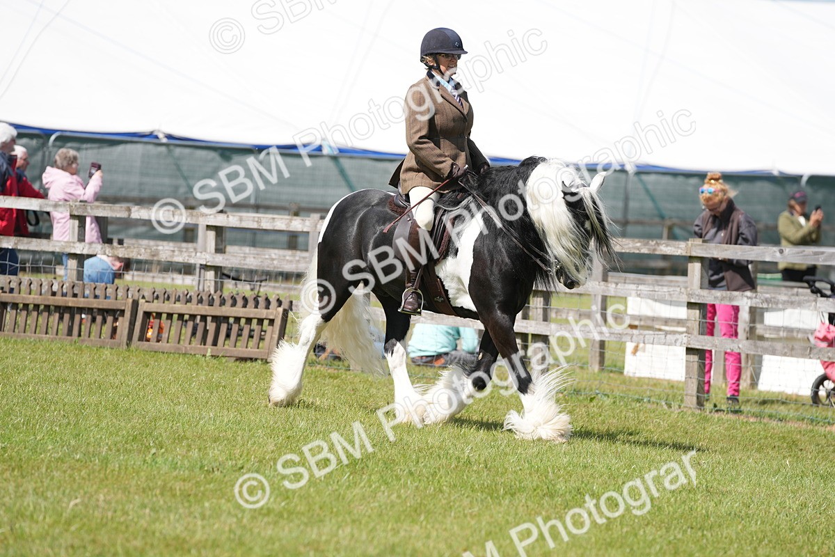 SBM_17099 - Class 107-108 - LIHS BSPS Performance Coloured Horse Pony