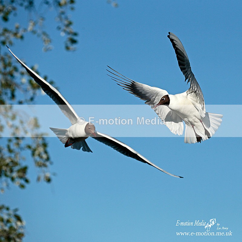 Black Headed Gull 080613-1172a - Nature