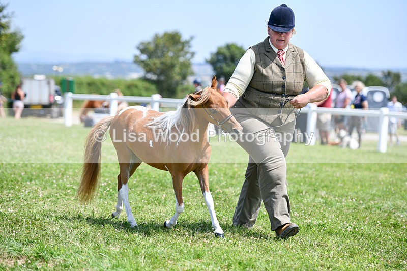 DSC_7358 - Class 62: Coloured Pony Youngstock