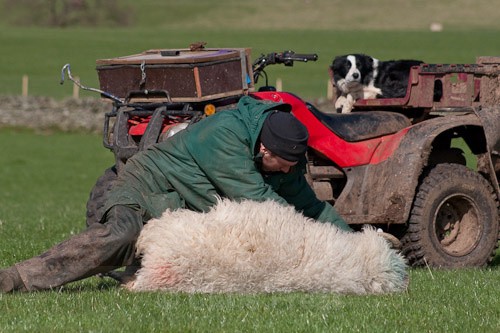 2 - The Lambing