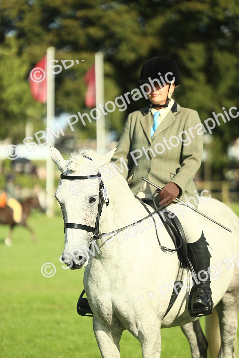 SBM_49878 - S32 - Novice & Newcomers Working Hunter