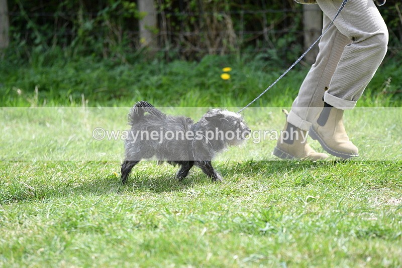 WJ5_9660 - Class 3 Most Handsome Dog