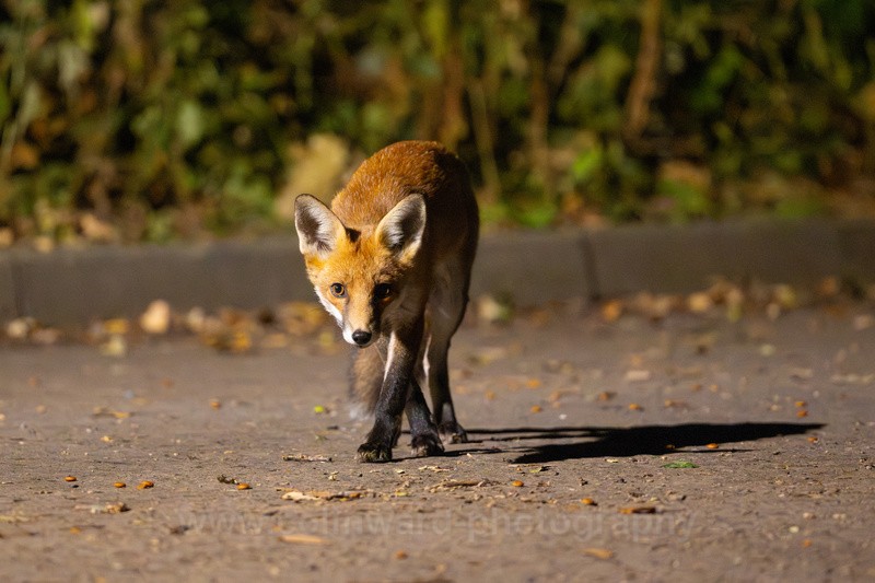 Young Fox - macro and nature.