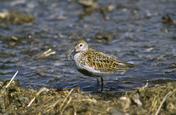 Dunlin - Birds