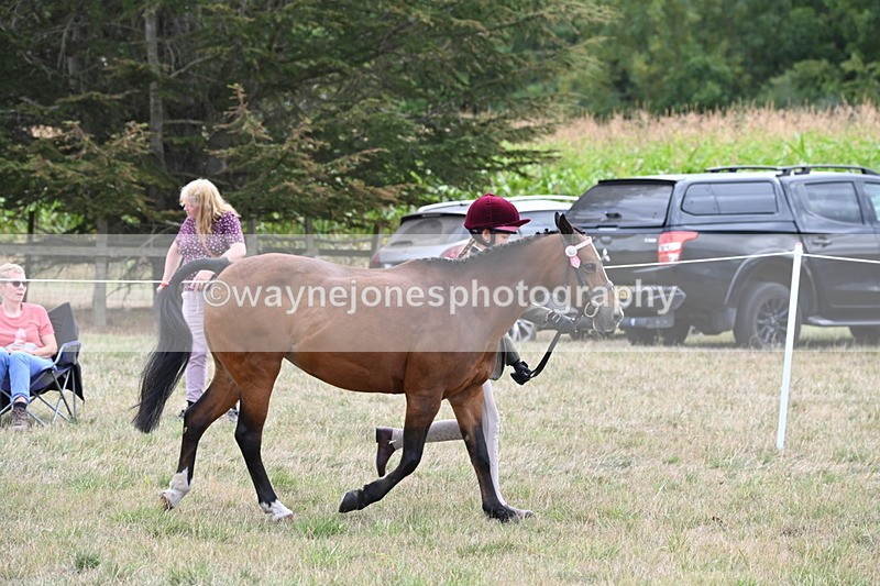 WJ6_6179 - Class 19 In-hand Veterans (Uploaded correct folder)