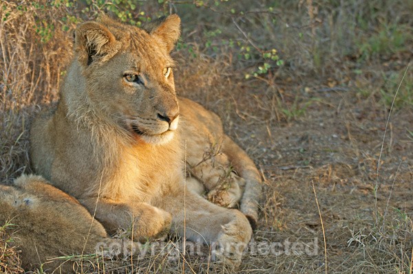 Young lion in morning sun (Timbavati, South Africa) - African Lions