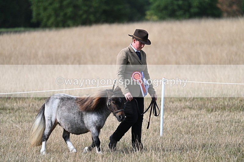 WJ7_8074 - In-hand Championship