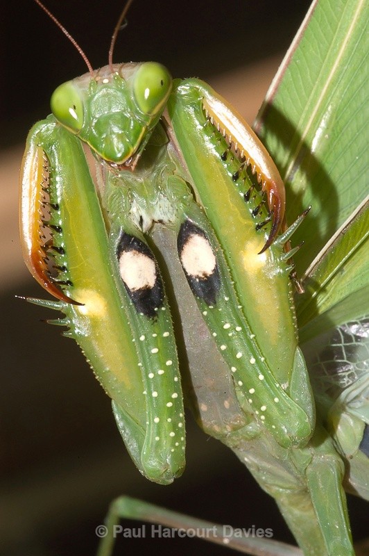  - Bugs: Macro insects