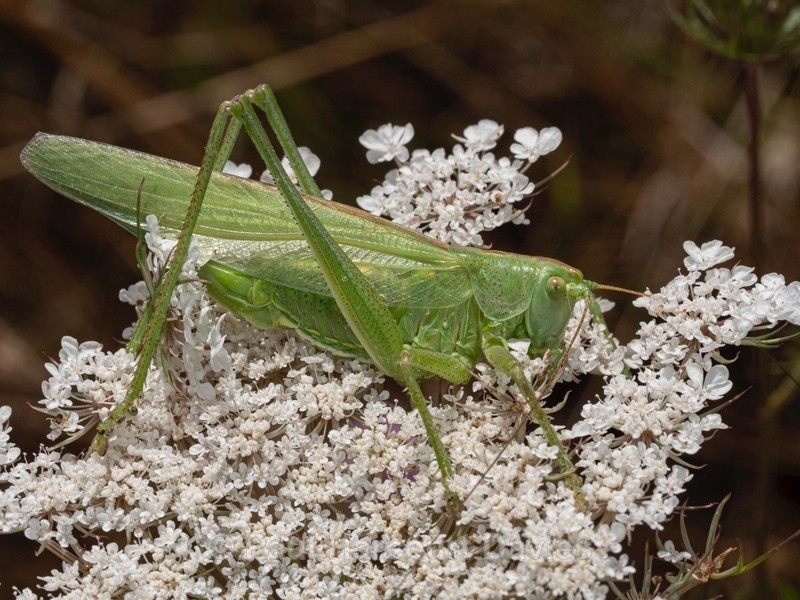 Great green bush cricket nymph (Tettigonia viridissima - Ten Metres from Home 2021
