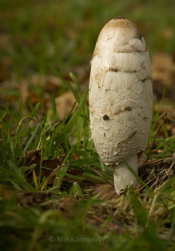 Fungi at Cholmondeley Castle, Cheshire - FUNGI (MUSHROOM) IMAGES